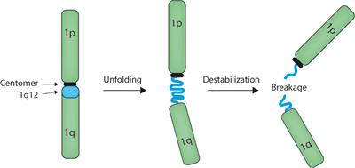 Novel Insights Into Epigenetic Reprogramming and Destabilization of Pericentromeric Heterochromatin in Cancer